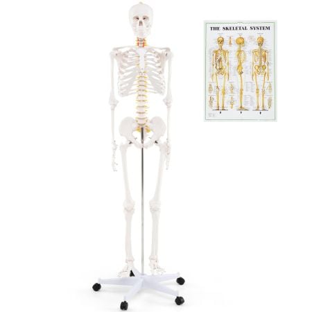 Life-size human skeleton model on a rolling stand with a colorful anatomy poster for educational use and anatomical.
