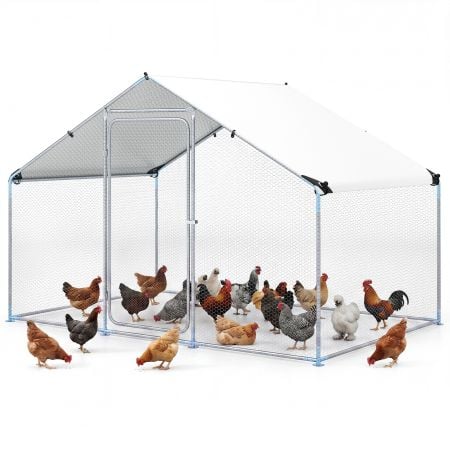 Walk-in chicken run showcasing the reinforced metal frame and protective mesh, perfect for securing backyard poultry.