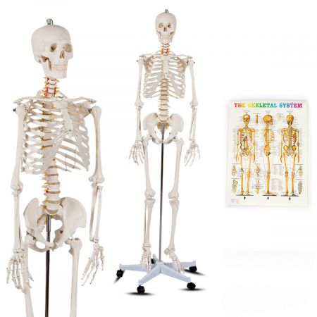 180cm Life Size Human Skeleton Model with Rolling Stand
